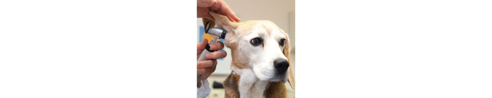 Tiermedizin