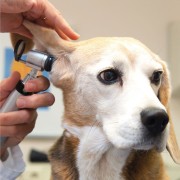 Tiermedizin